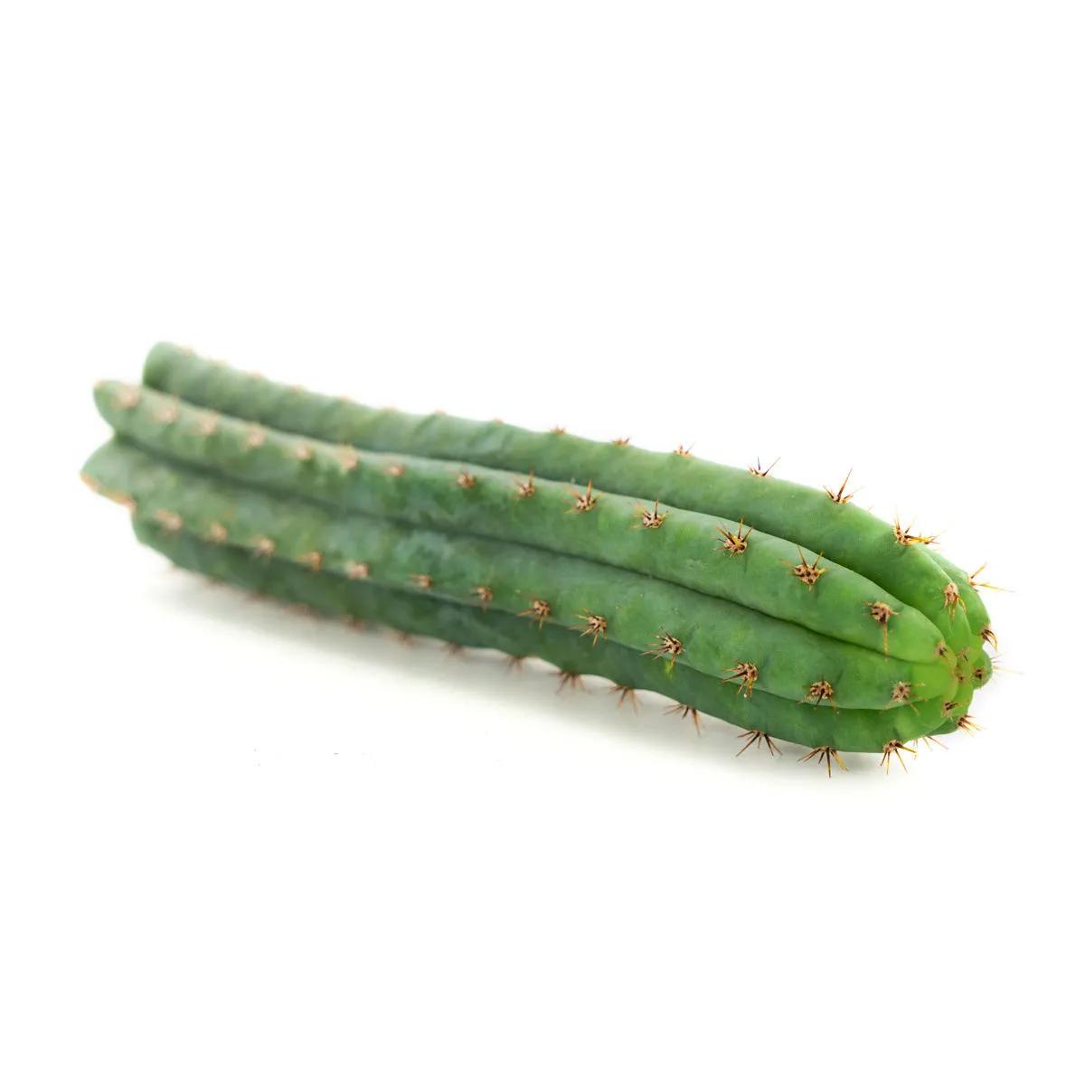 Torche péruvienne (cactus Echinopsis peruviana)