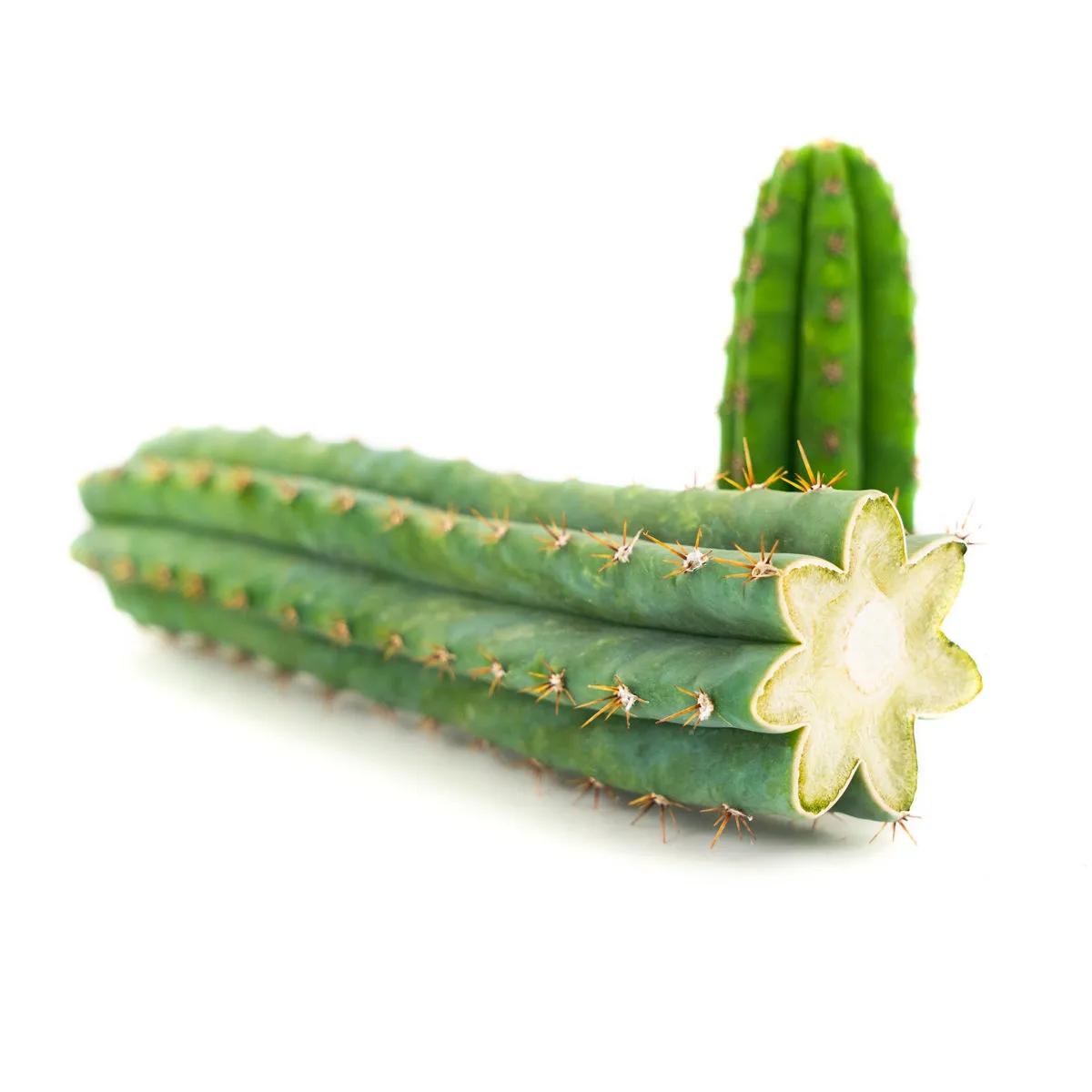 Torche péruvienne (cactus Echinopsis peruviana)