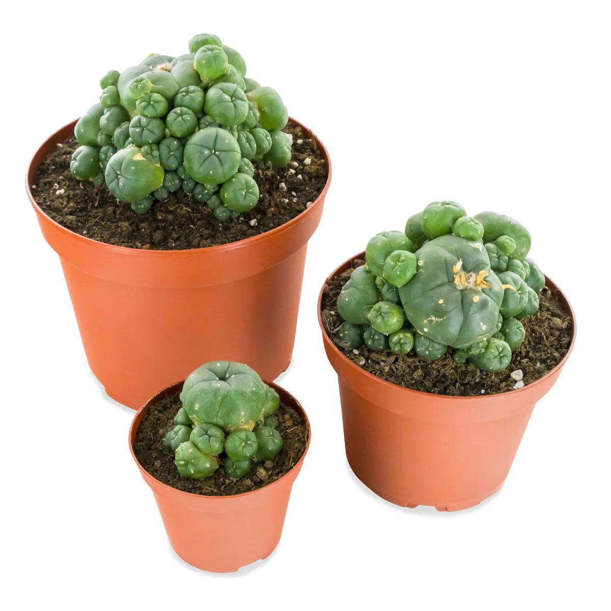 Peyote avec rejets