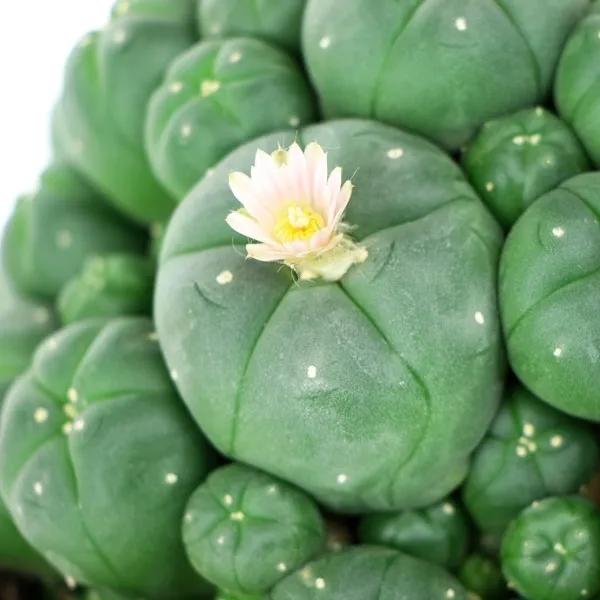 Peyote avec rejets