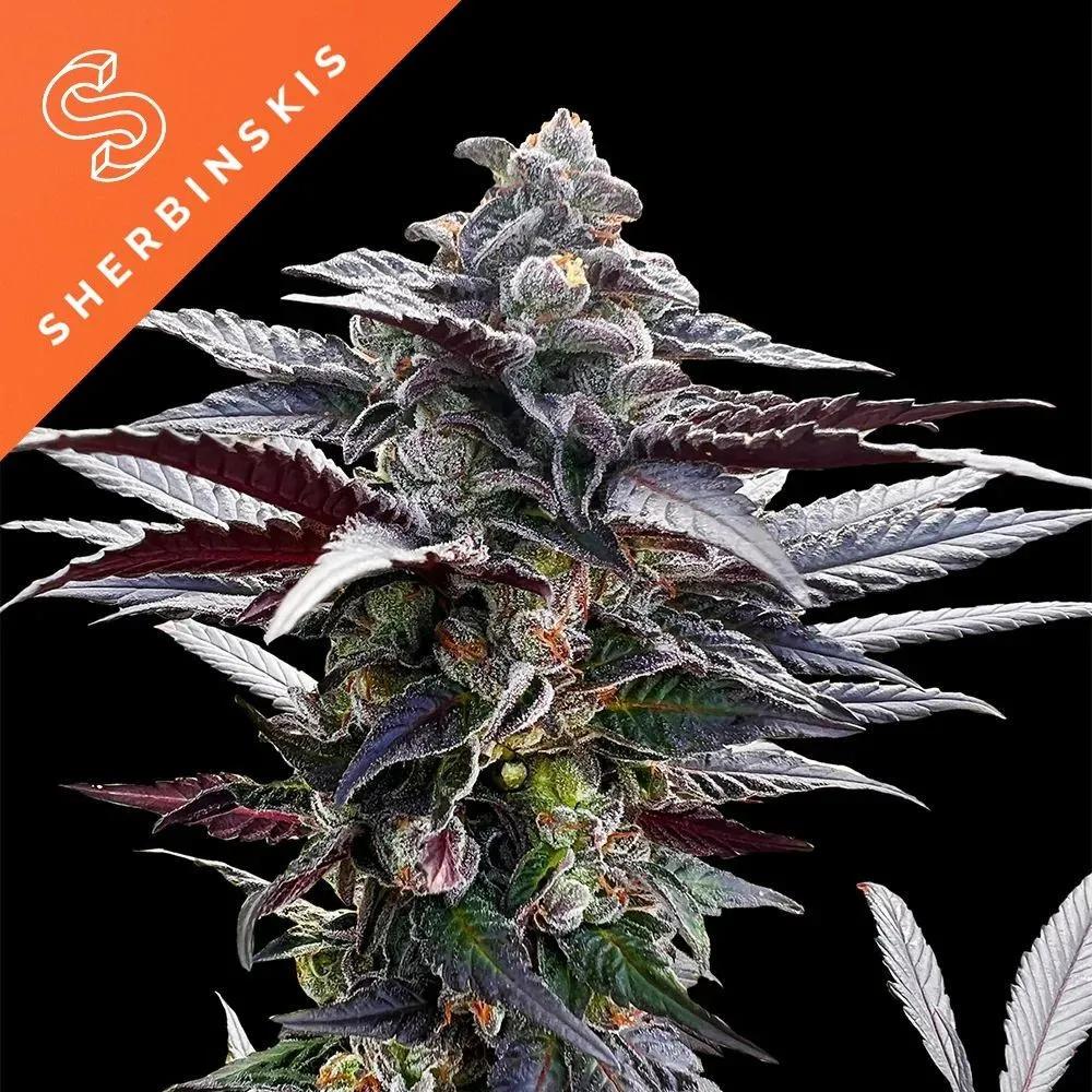 Pink Sunset (Sherbinskis x Silent Seeds)