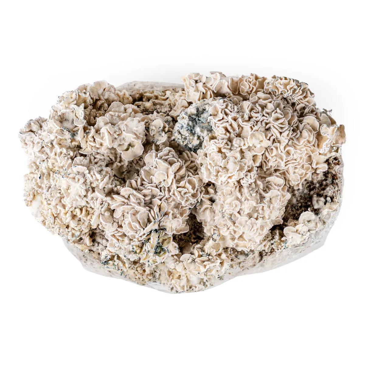 Sachet Ready-2-Grow 'Enigma'