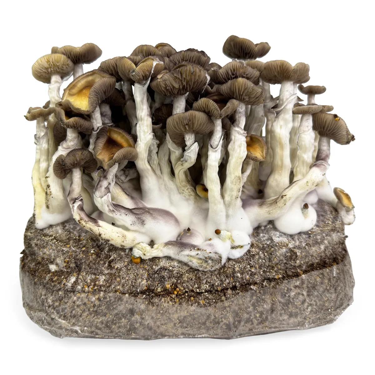 Sac Ready-2-Grow 'Golden Teacher'