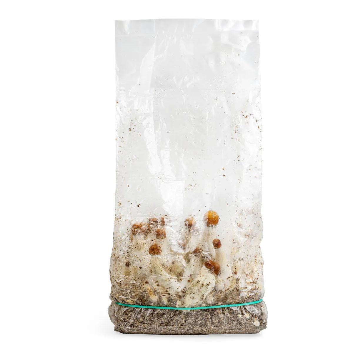 Sac de culture Ready-2-Grow 'MVP'
