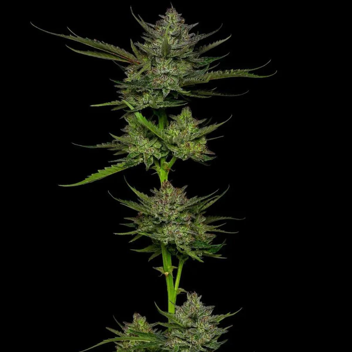 Sour Apple