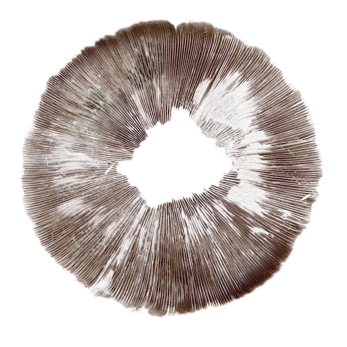 Empreinte de spores Psilocybe cubensis Amazonas