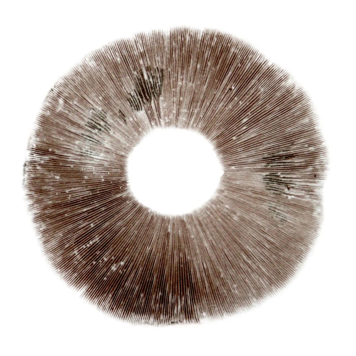 Empreinte de spores Psilocybe cubensis Ban Hua Thai