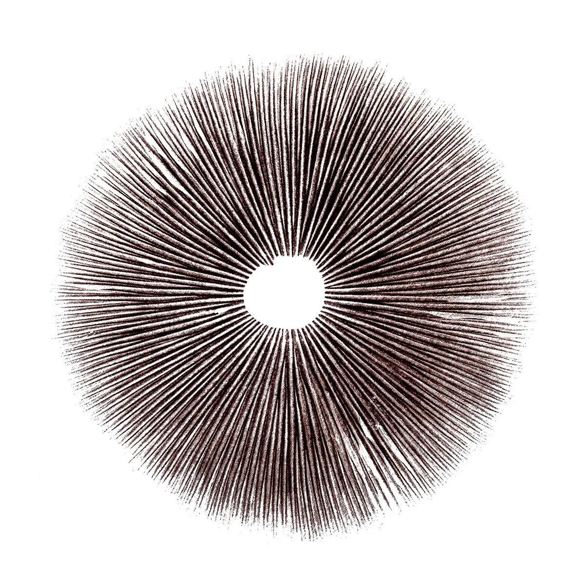 Empreinte de spores Psilocybe Cubensis Ecuador