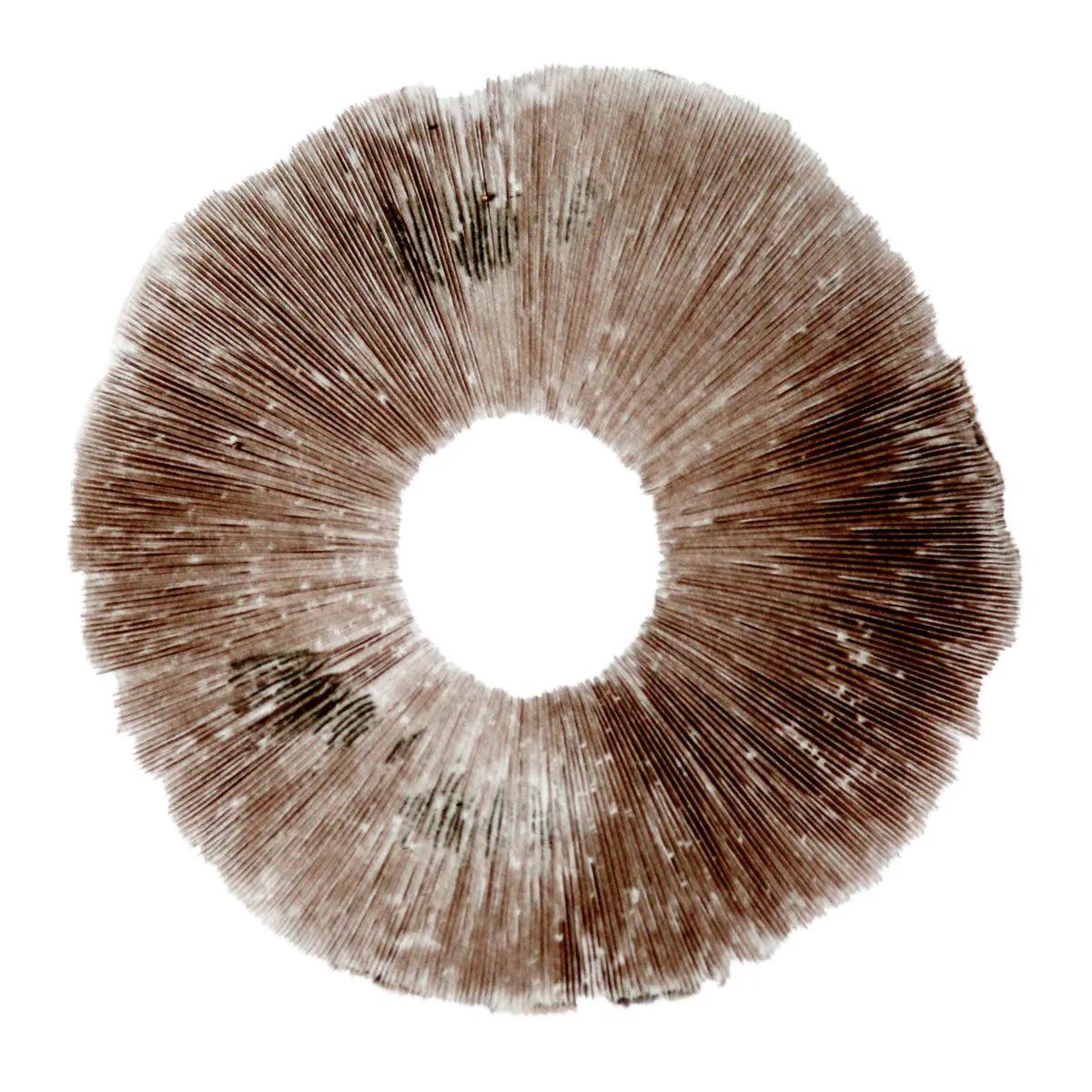 Empreinte de spores Psilocybe cubensis Hawaii (PES)