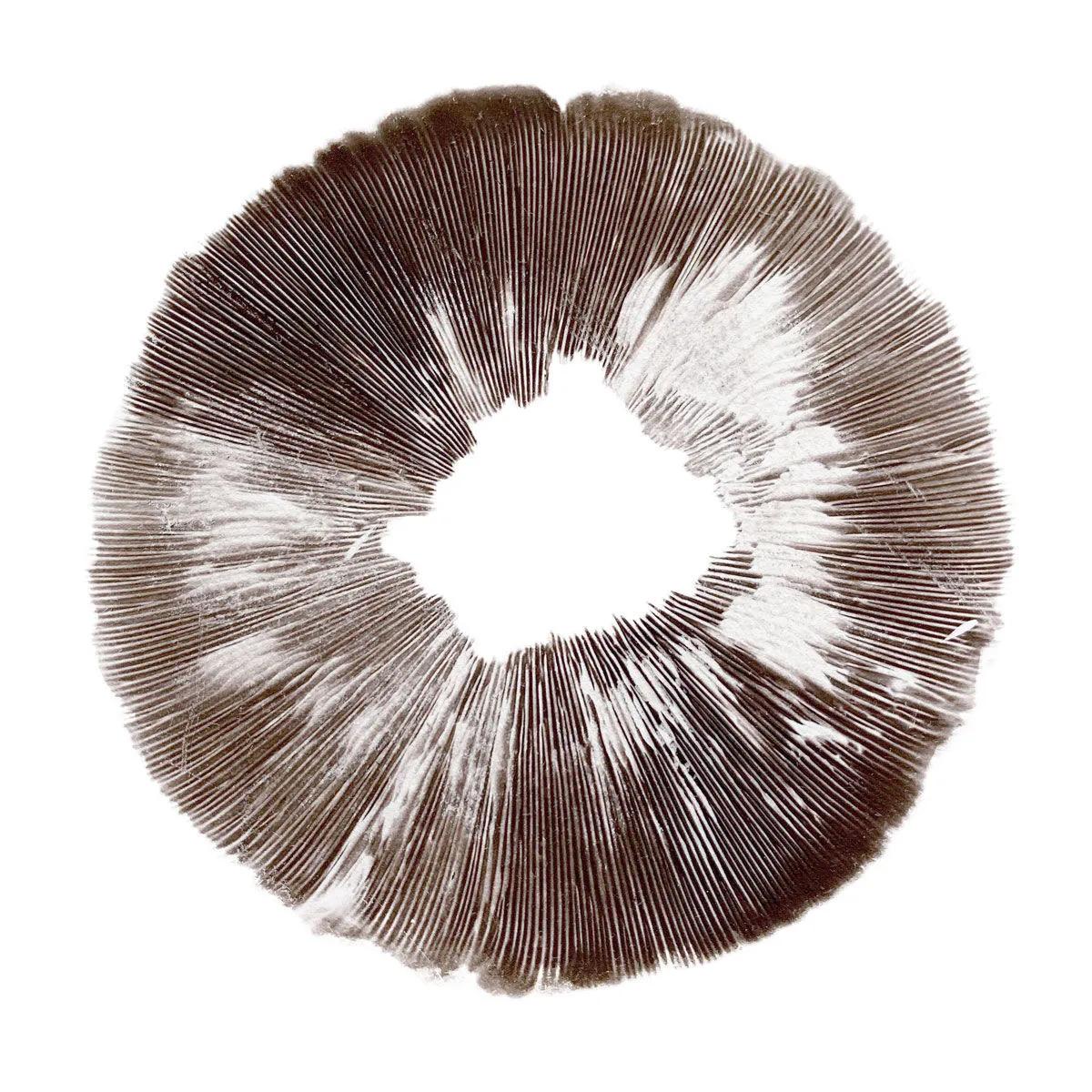 Empreinte de spores Psilocybe cubensis McKennaii