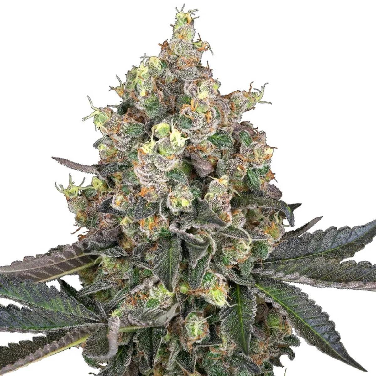 Sweet Berry Breeze (White Label)