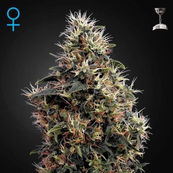 Sweet Mango Autoflowering