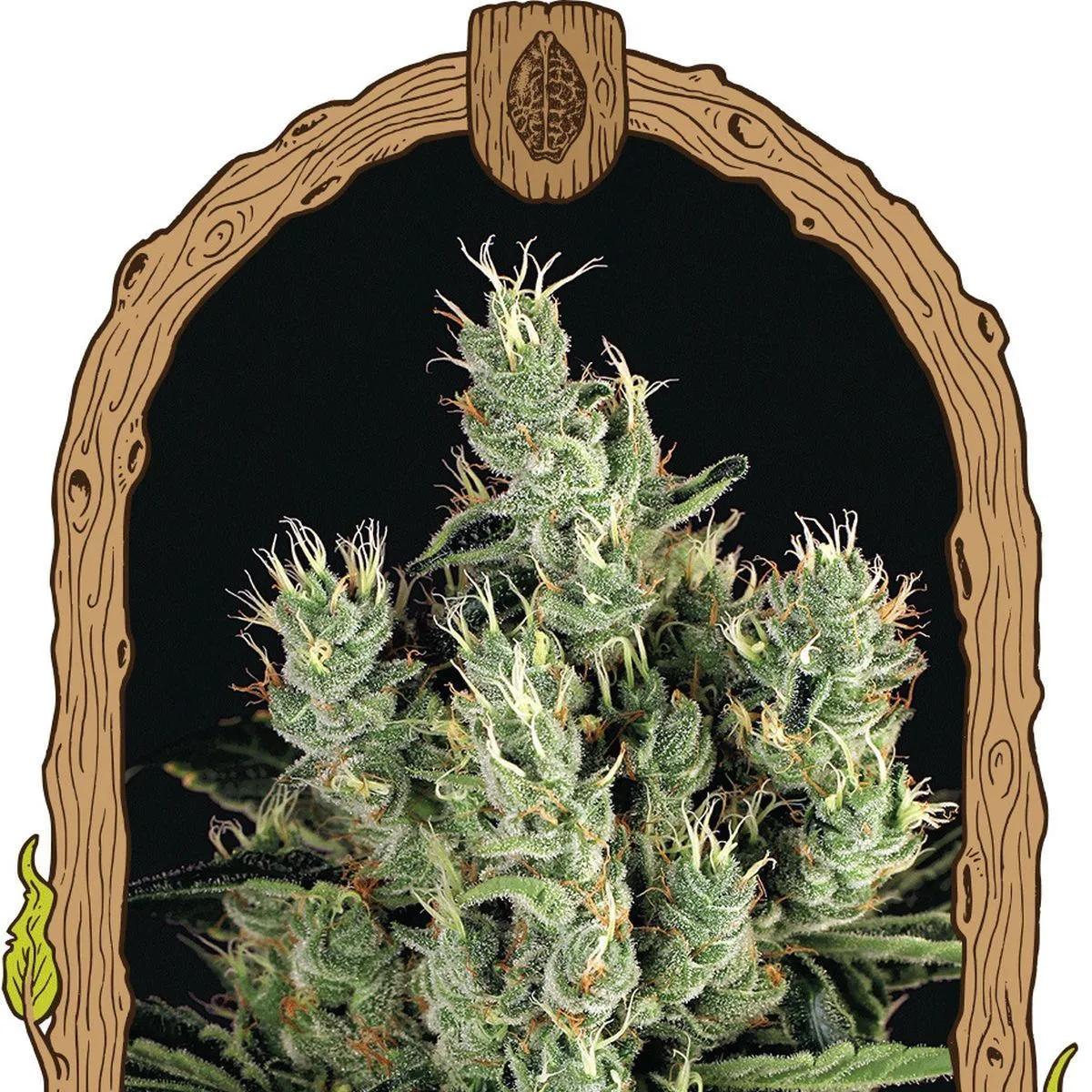 Tangerine Band (Exotic Seed)