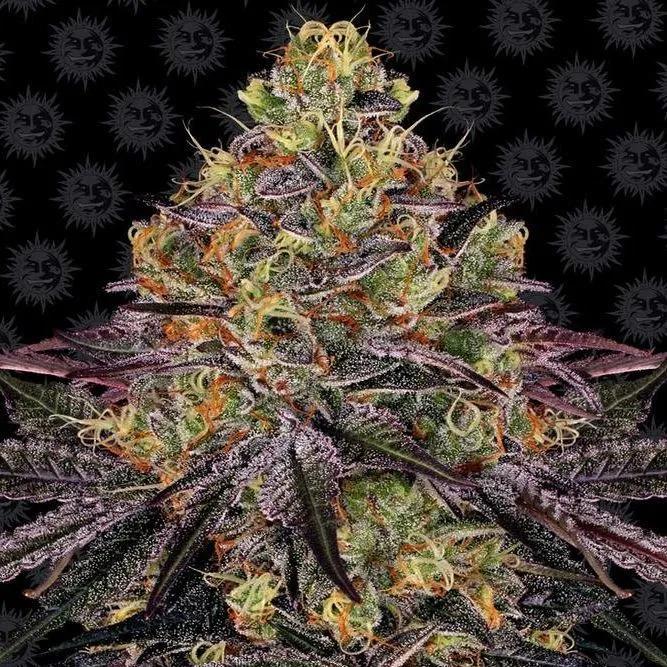 Watermelon Zkittlez