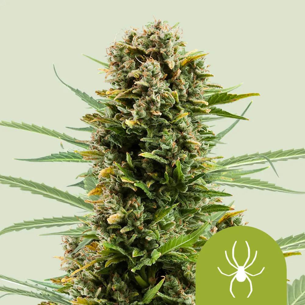 White Widow Autoflower