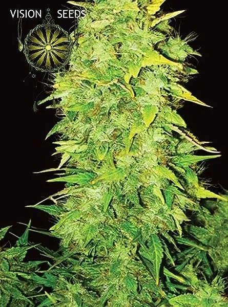 White Widow Autoflowering