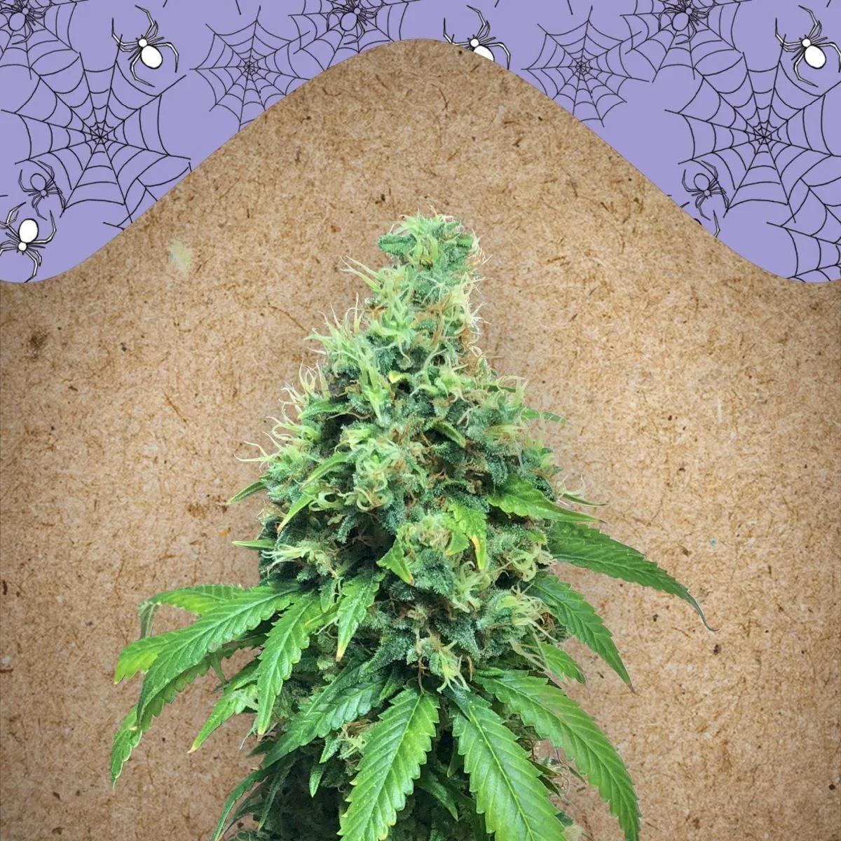White Widow x Big Bud