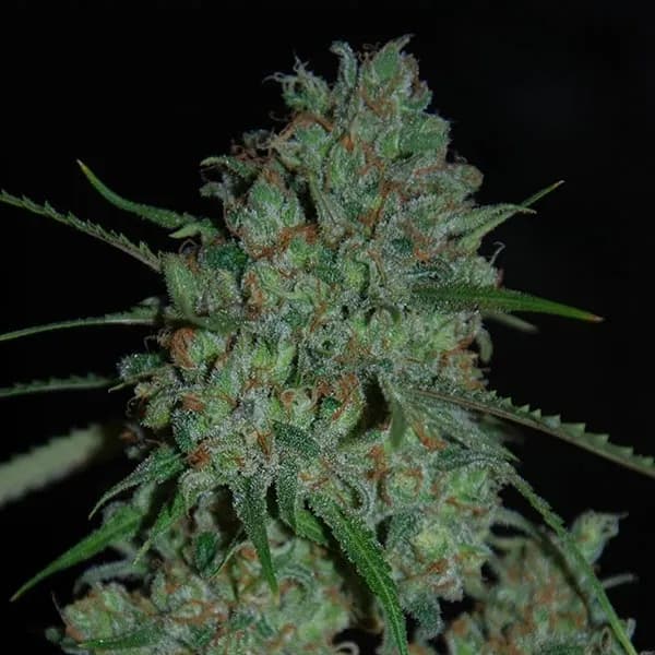Afghan Skunk