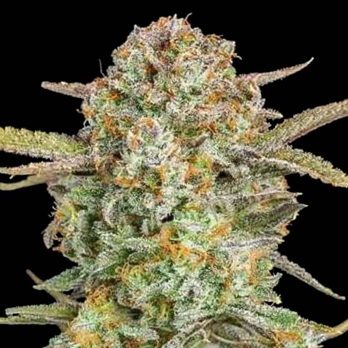 Auto Bruce Banner XXL