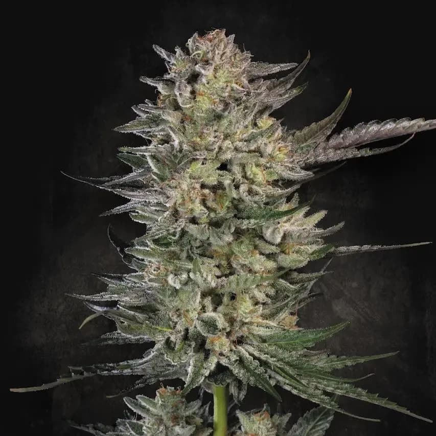 Candy Breath