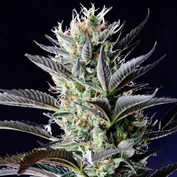 Dutch Blue Autoflower