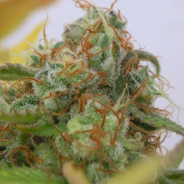 GG 4 Auto