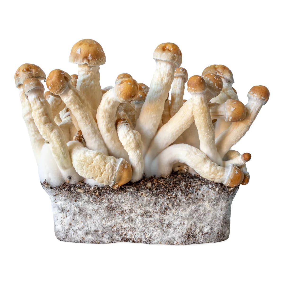 Seringue de culture liquide Penis Envy (Acid Shroomz)