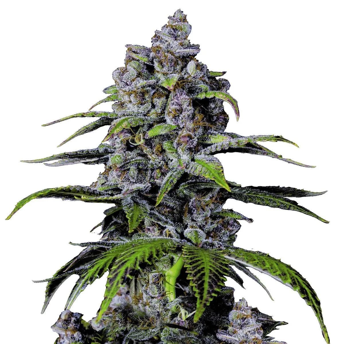 Purple Lemonade FF