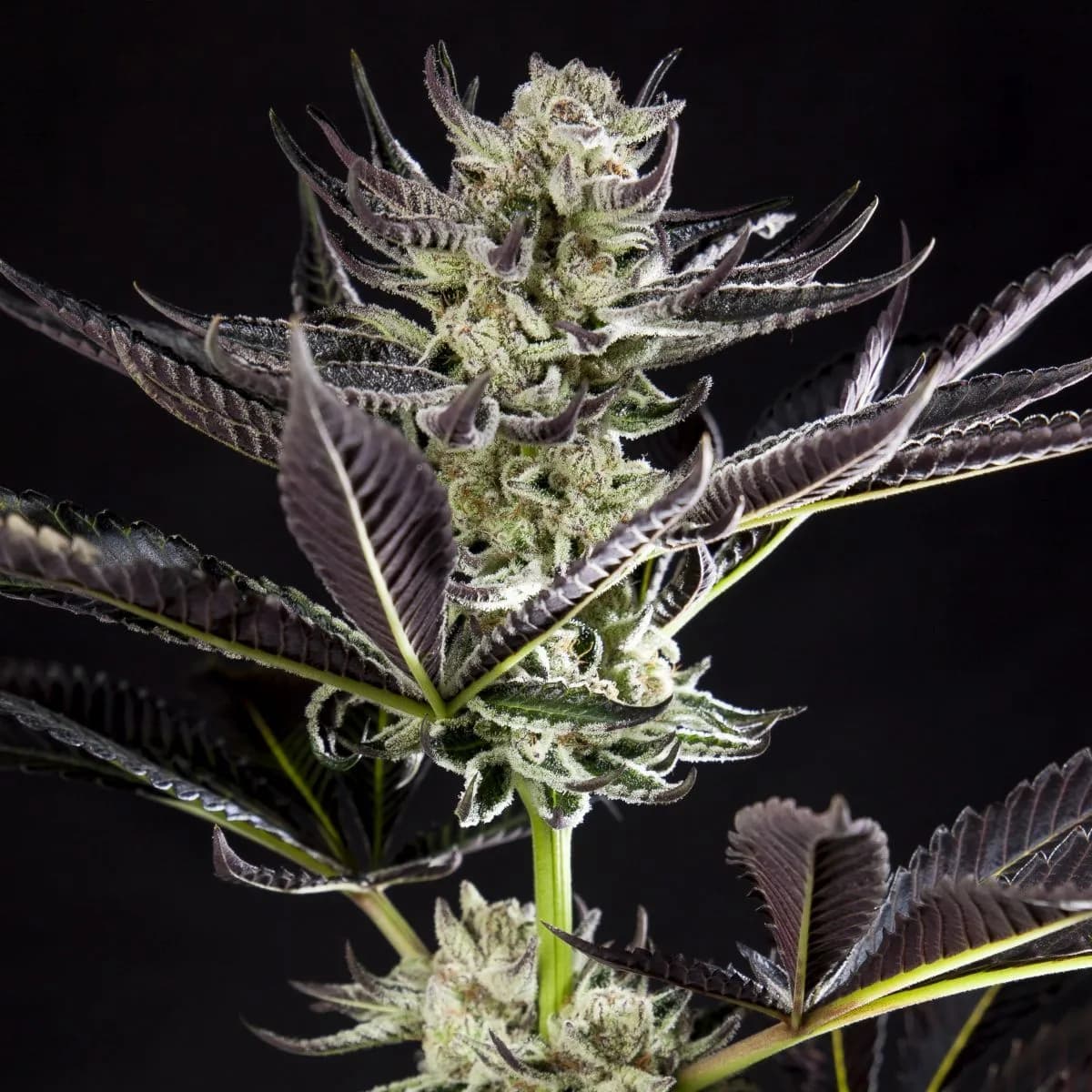 Purple Punch x Do-Si-Dos