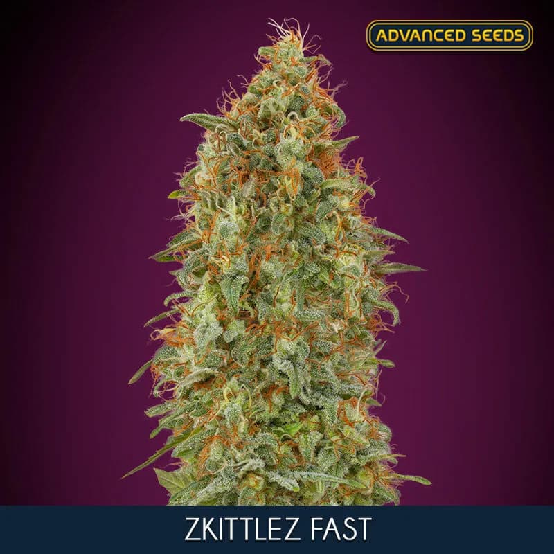 Zkittlez Fast