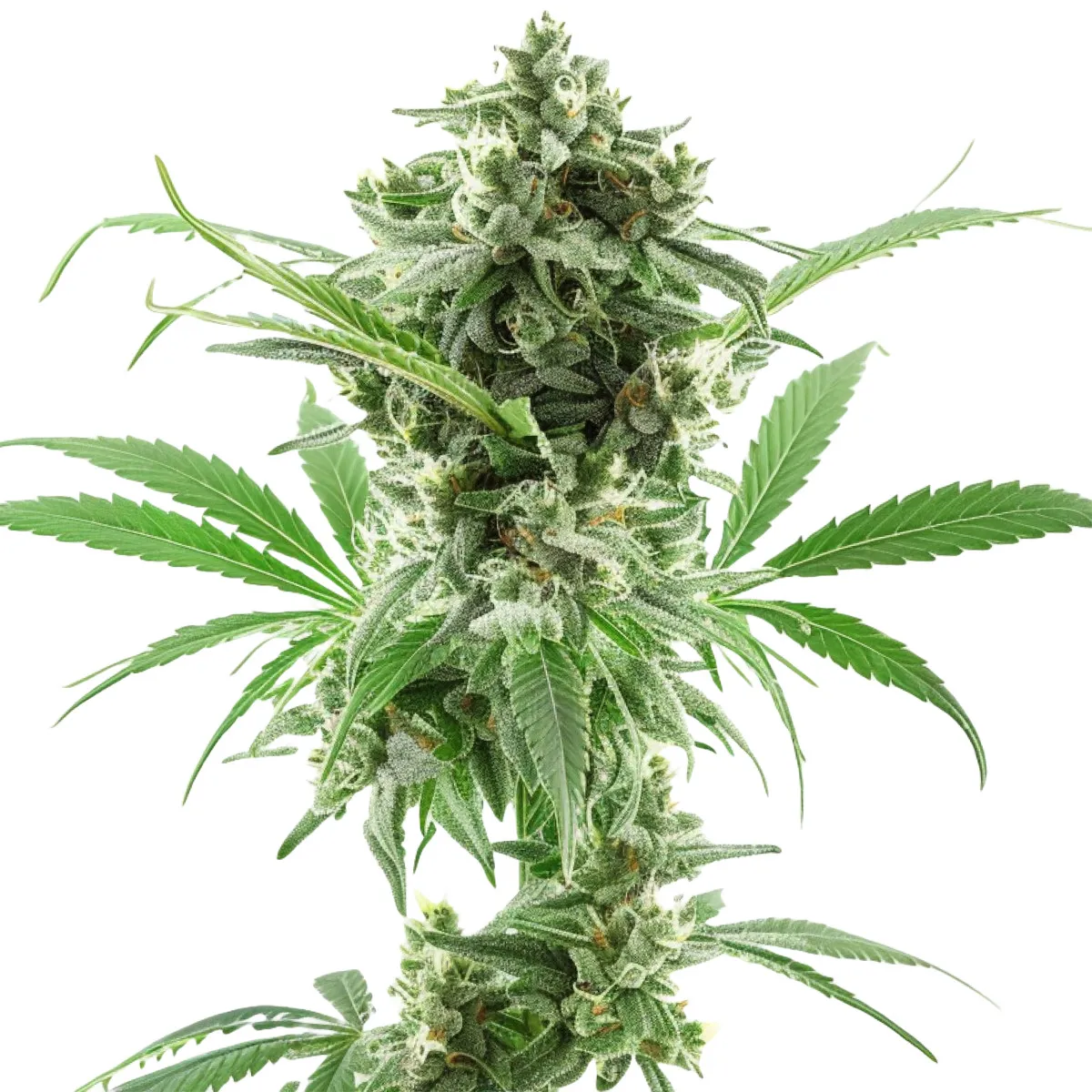 AK-47 Auto — image 2