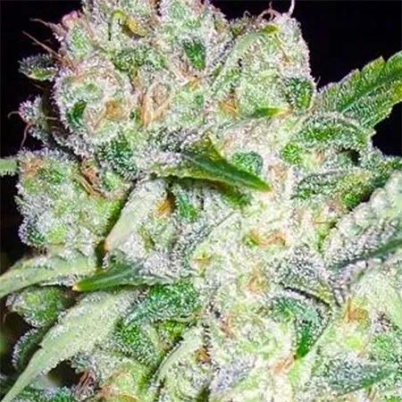 AK-49 — image 2