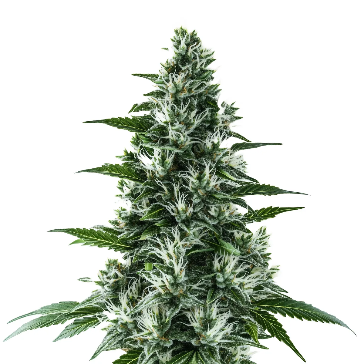 Alaskan Thunderfuck Auto — image 2