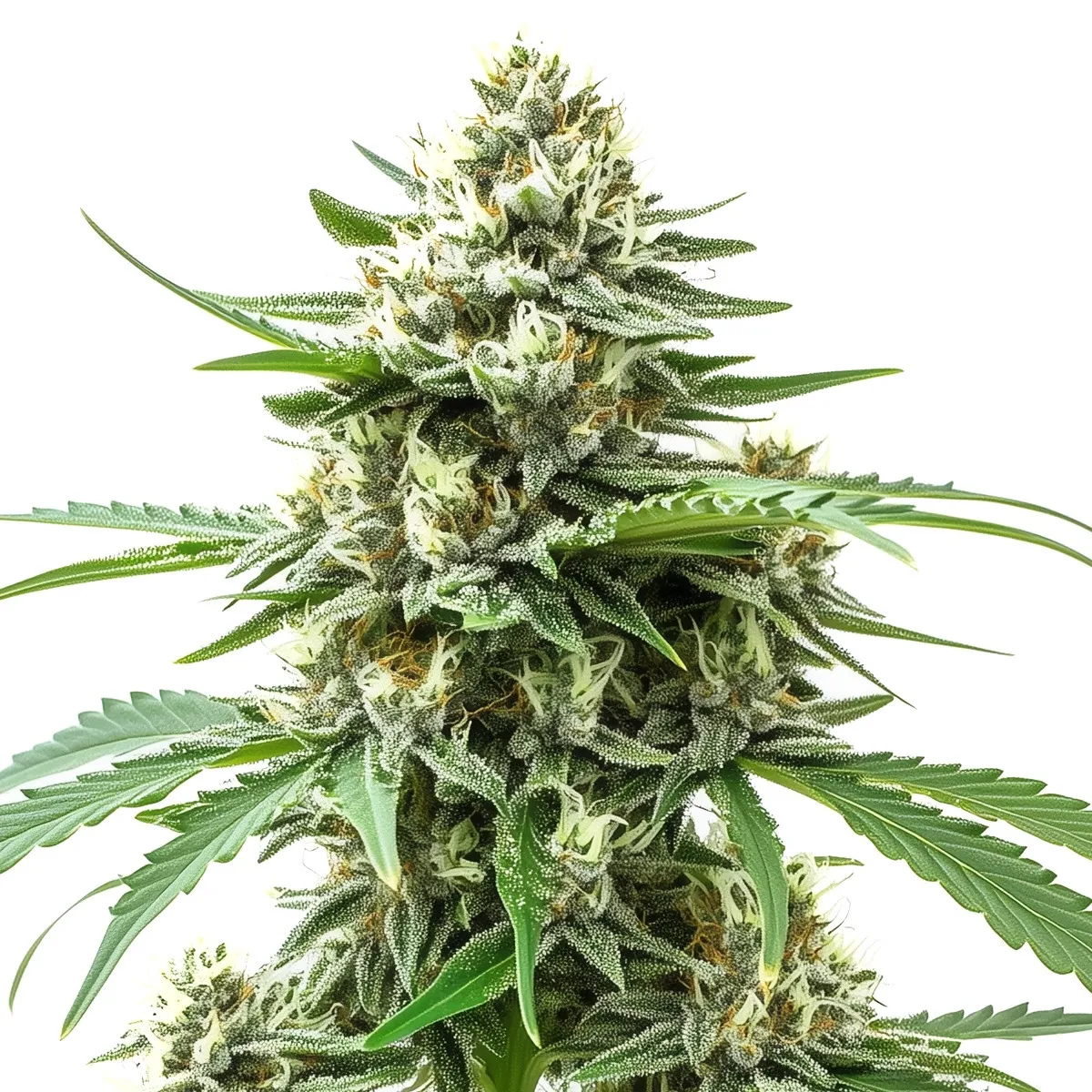 Alien OG Auto — image 2