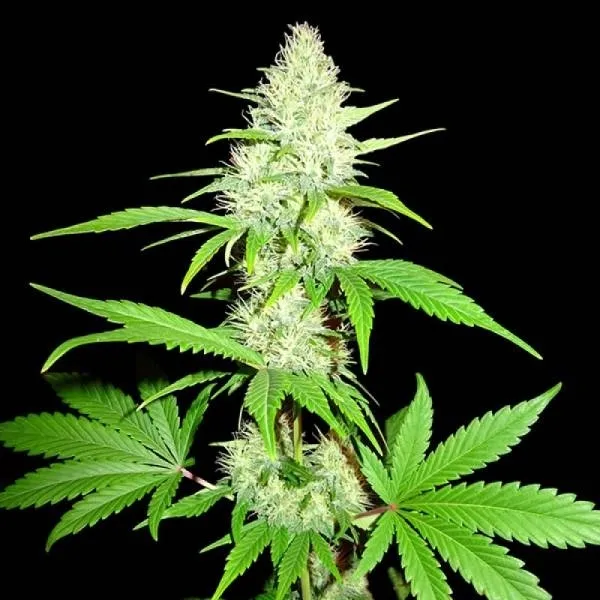 Amnesia Ganja Haze — image 2