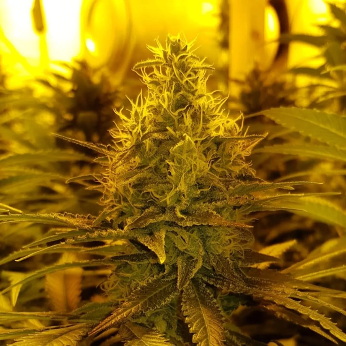 Amnesia Haze