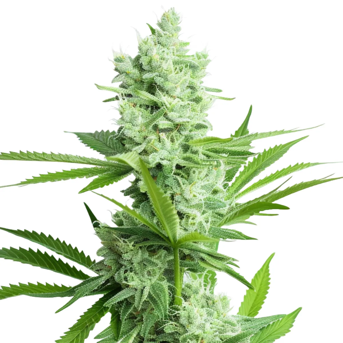 Amnesia Haze Auto — image 2