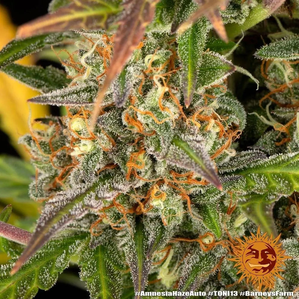Amnesia Haze — image 3