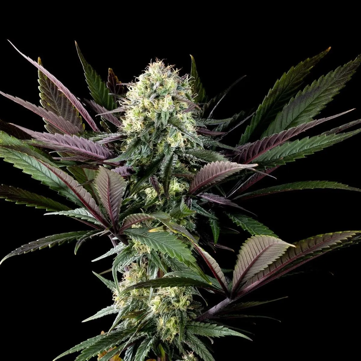 Apple Fritter