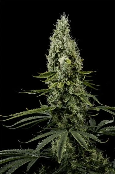 Arjan's Haze 3 — image 3