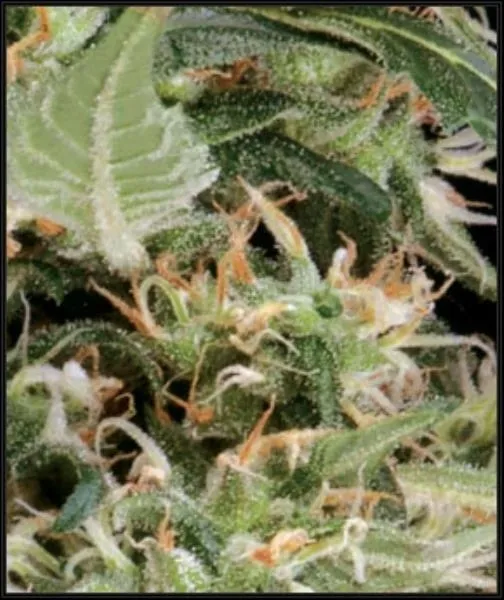 Arjan's Ultra Haze 1 — image 2