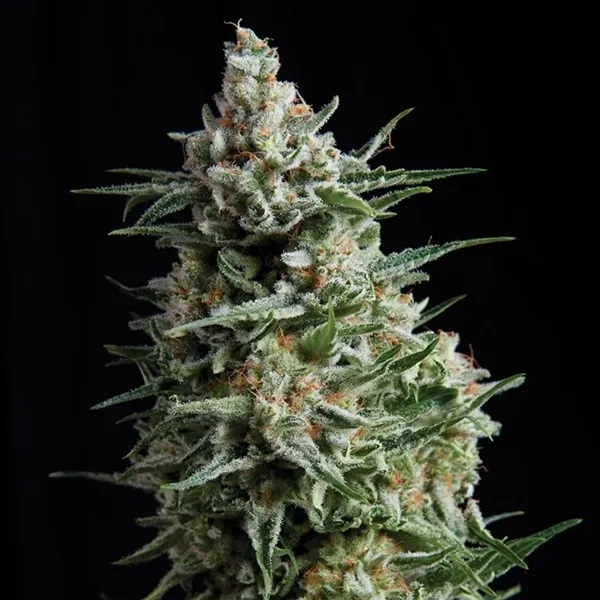 Auto Anesthesia — image 3