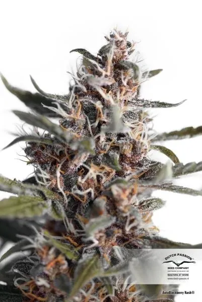 Auto Blackberry Kush — image 2