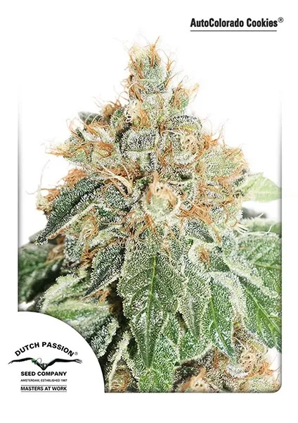 Auto Colorado Cookies — image 2