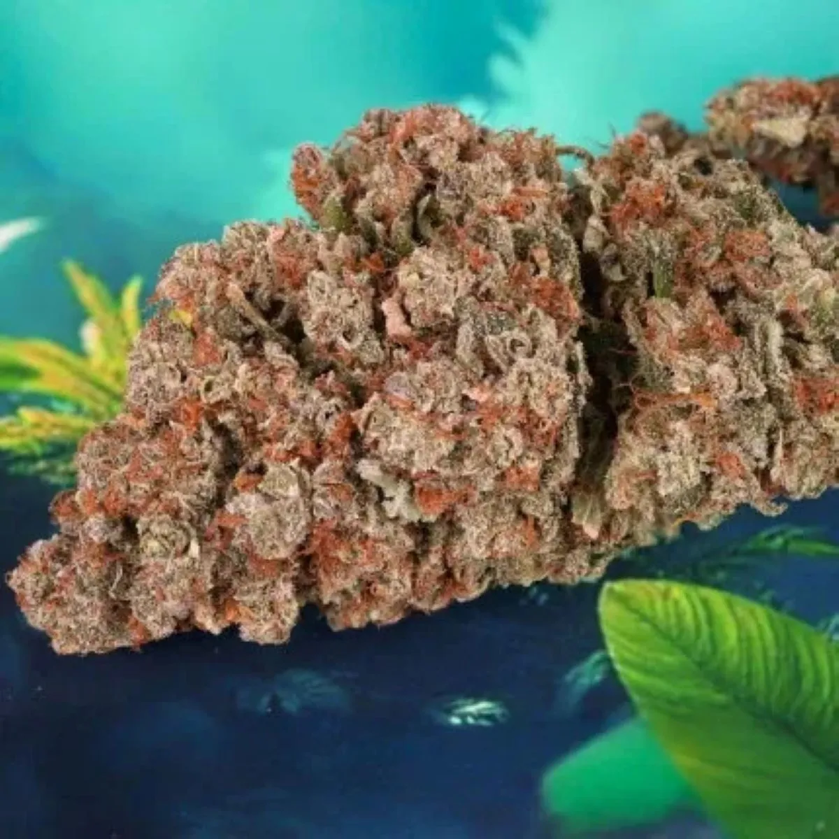 Auto Red Tropicana Cookies — image 3