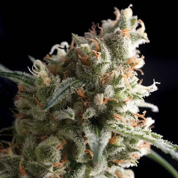 Auto Super Hash — image 3