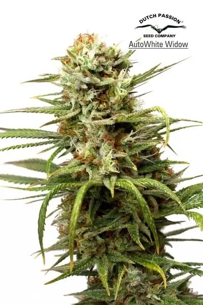 Auto White Widow — image 2