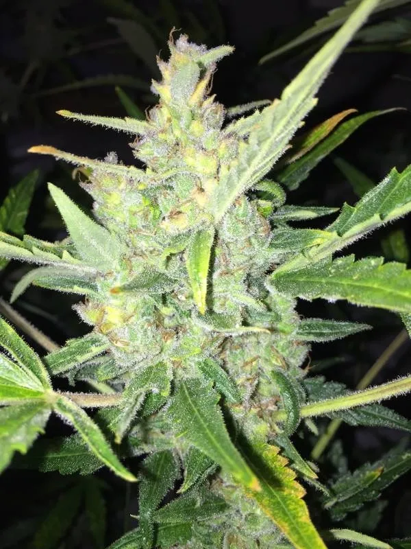 Auto White Widow x Big Bud — image 2