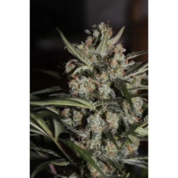 Auto Whiteberry — image 3