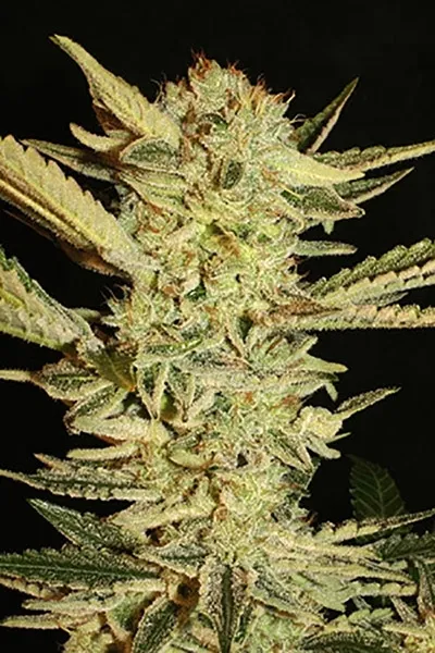 Autoflower Fini — image 2